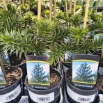 Araukária andská (Araucaria araucana) Blahočet čilský - výška 15-25 cm, kont. C1,5L (-18°C)